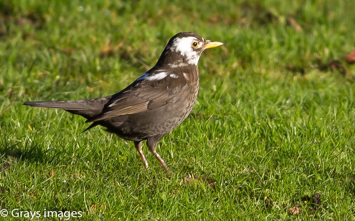 Blackbird