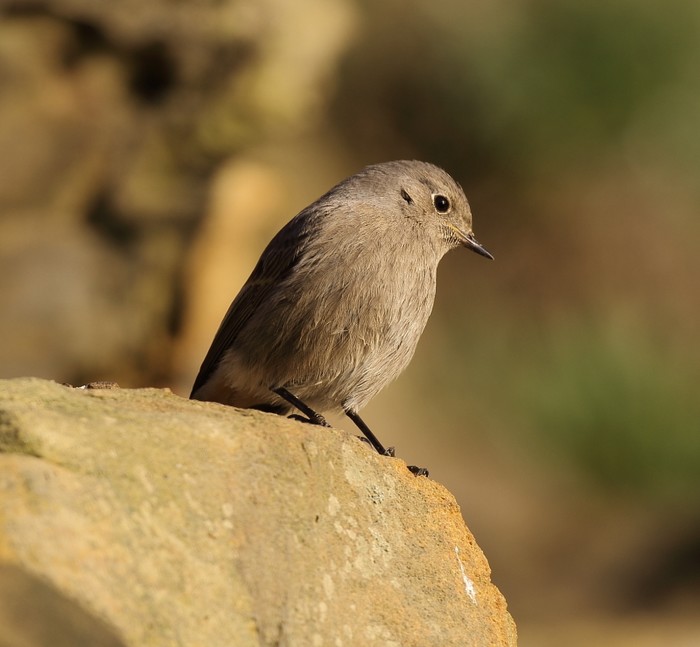 Black Redstart