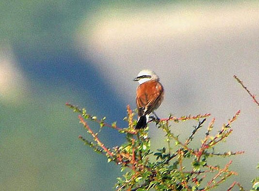 Red-backed Shrike