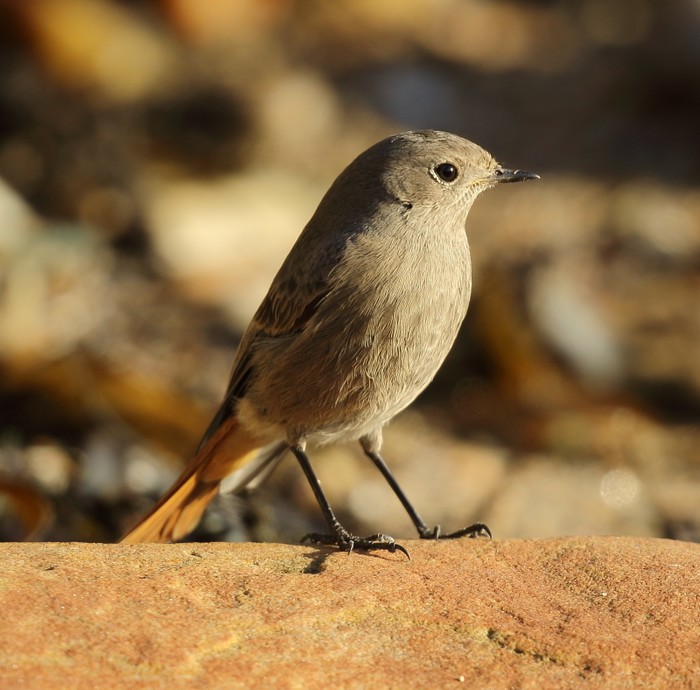 Black Redstart