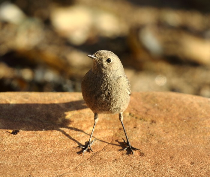 Black Redstart