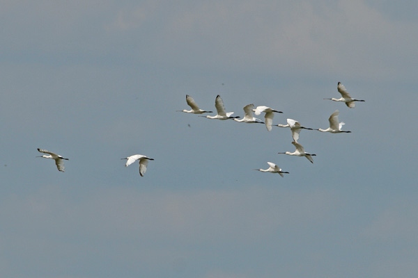 Spoonbill