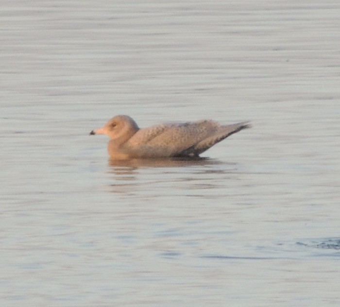 Glaucous Gull