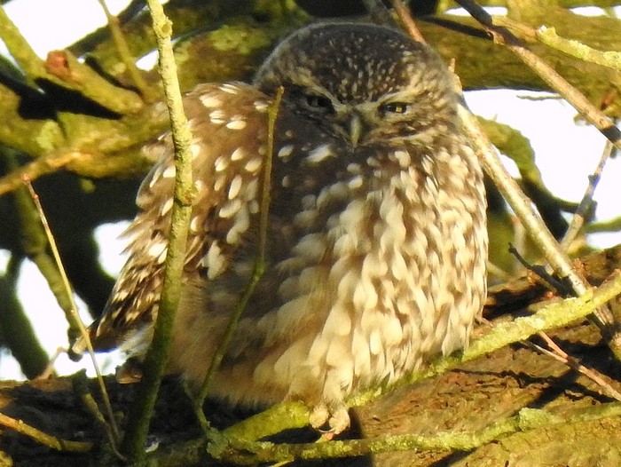 Little Owl