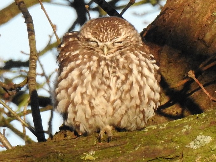 Little Owl