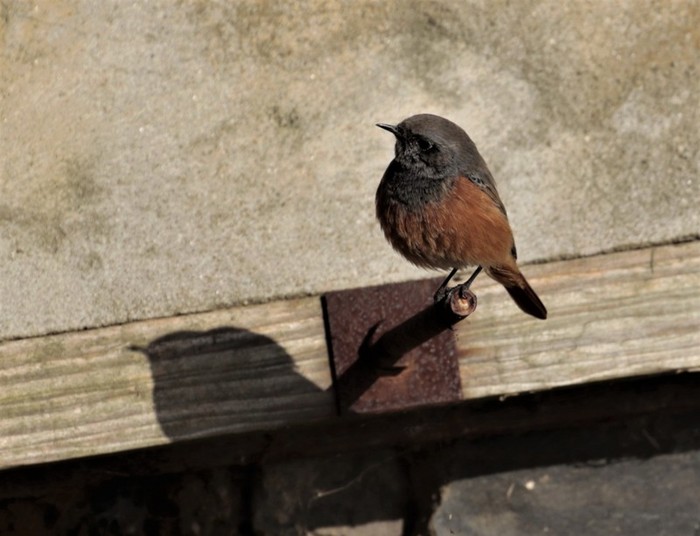 Eastern Black Redstart