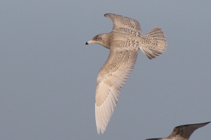 Glaucous Gull