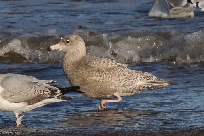 Glaucous Gull