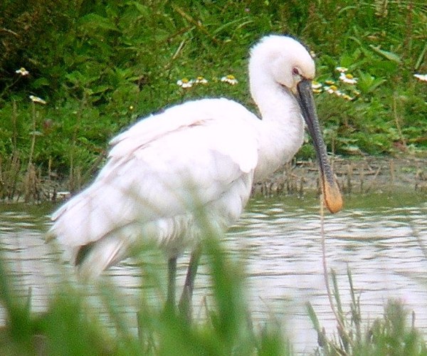 Spoonbill