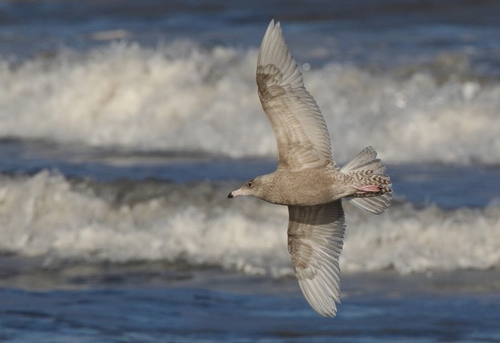 Glaucous Gull