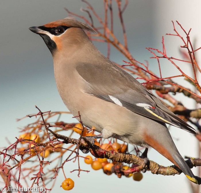 Waxwing