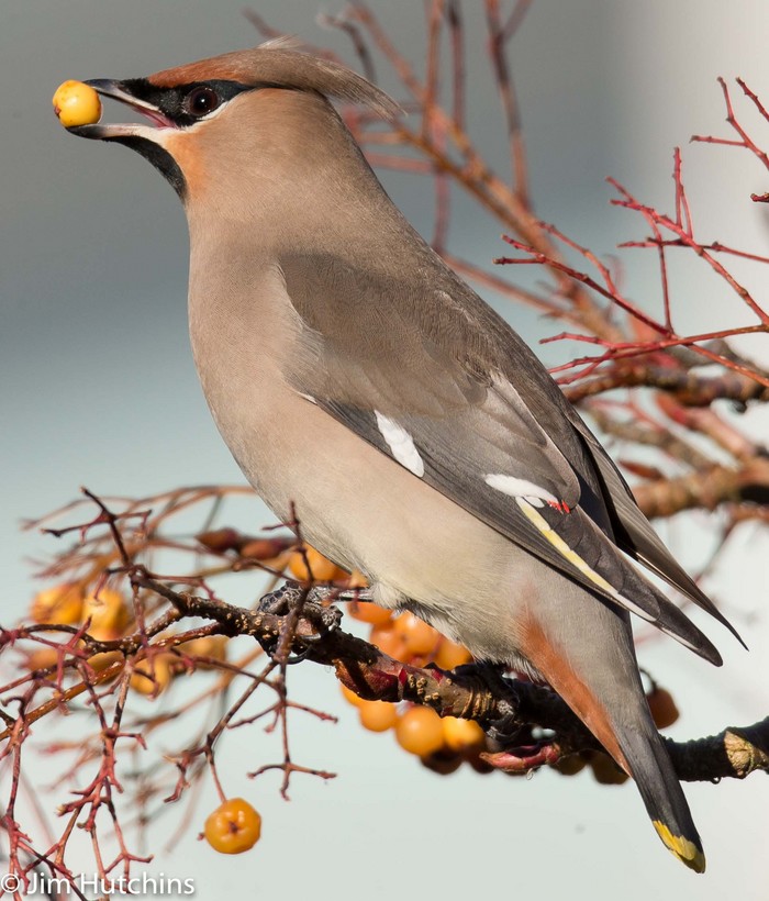 Waxwing
