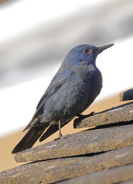 Blue Rock Thrush