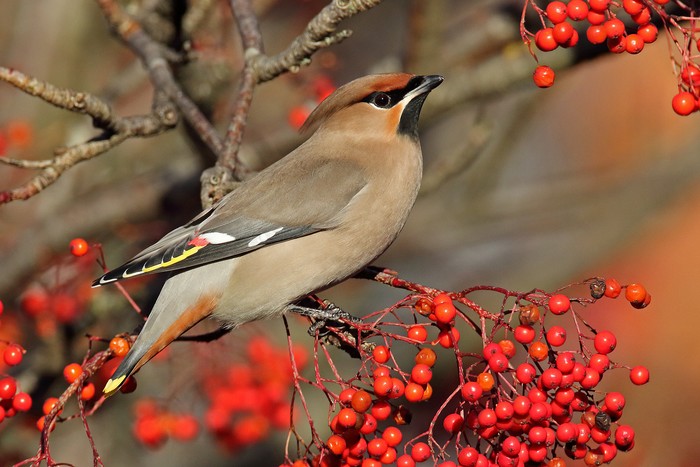 Waxwing