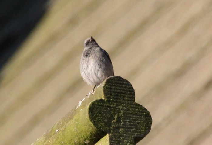 Black Redstart