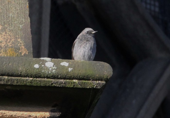 Black Redstart