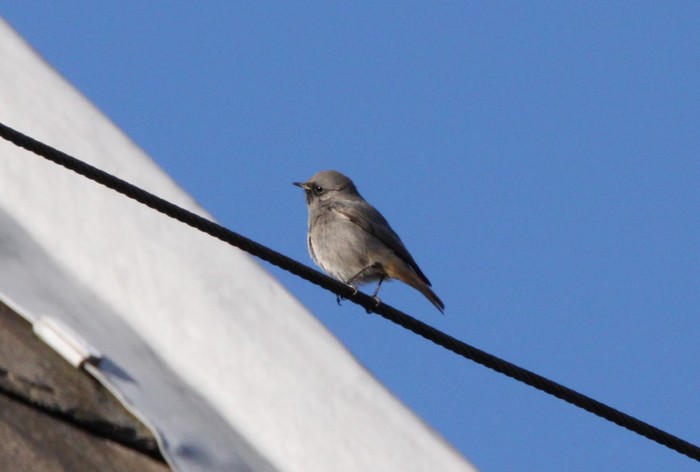 Black Redstart