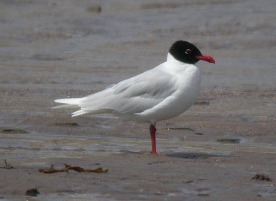 Mediterranean Gull