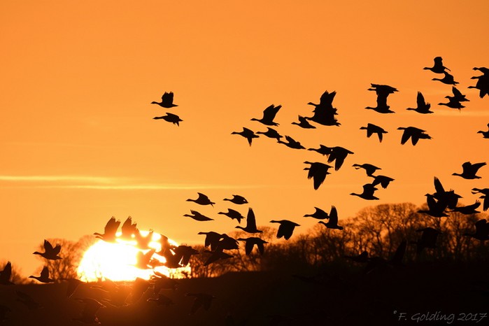 Pink-footed Goose