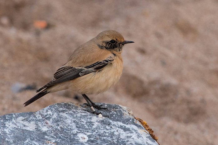 Desert Wheatear
