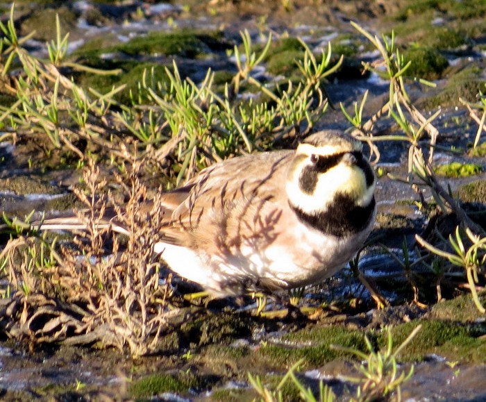 Shorelark