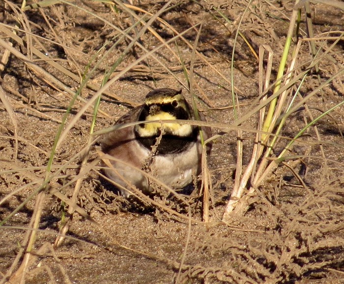 Shorelark