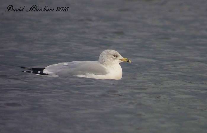 Ring-billed Gull