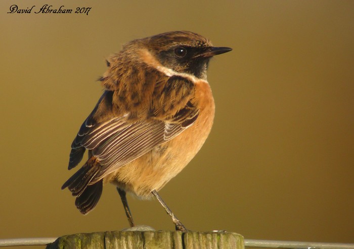 Stonechat