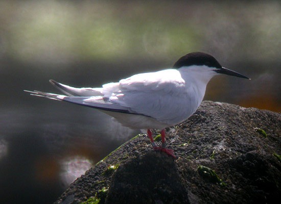 Roseate Tern
