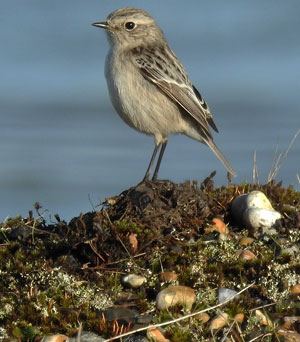 Stonechat