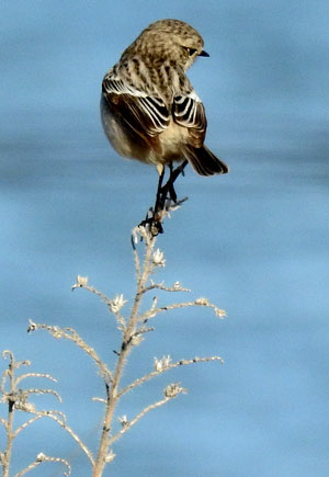 Stonechat