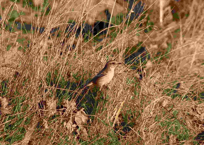 Stonechat