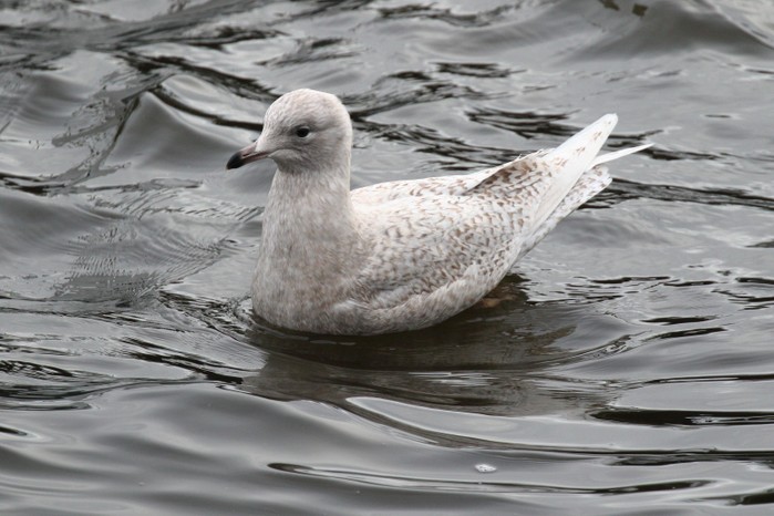 iceland gull