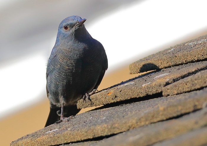 Blue Rock Thrush