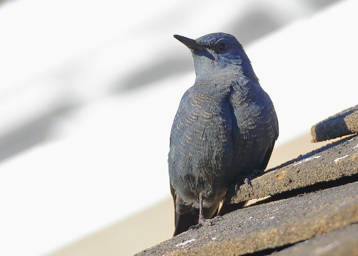 Blue Rock Thrush