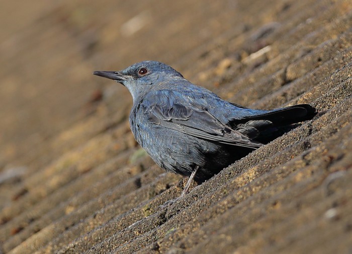 Blue Rock Thrush