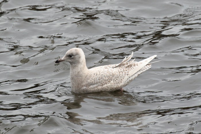Iceland Gull