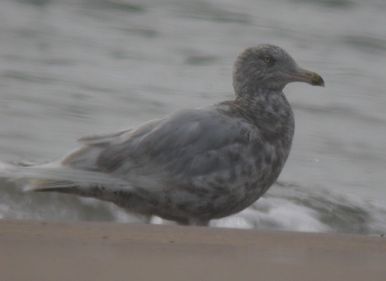 Glaucous Gull