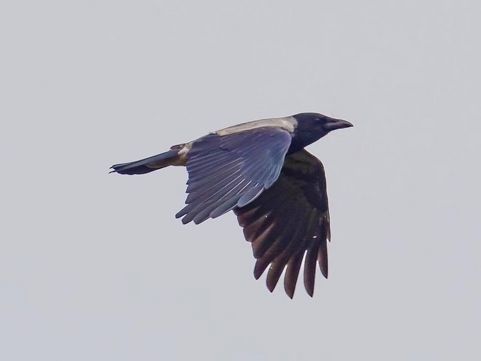 Hooded Crow