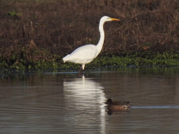 Great White Egret