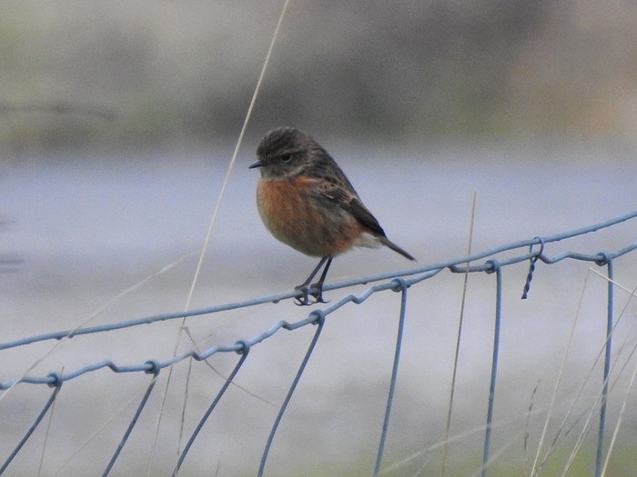 Stonechat