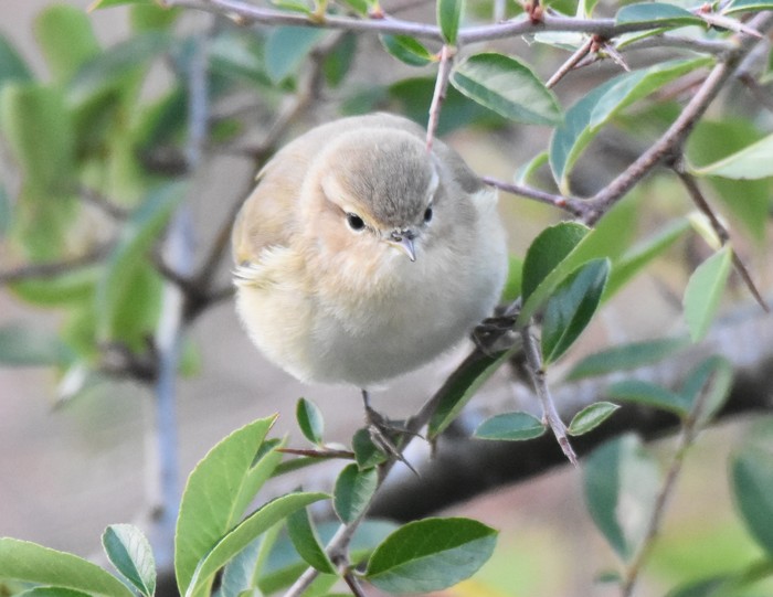 Siberian Chiffchaff