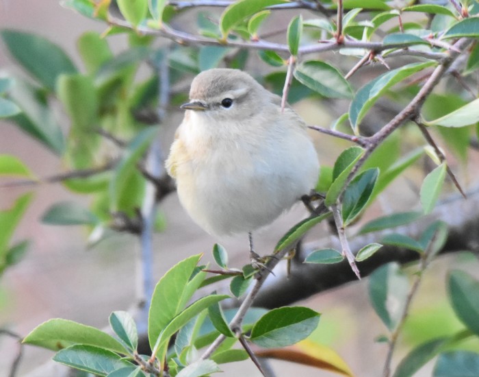 Siberian Chiffchaff