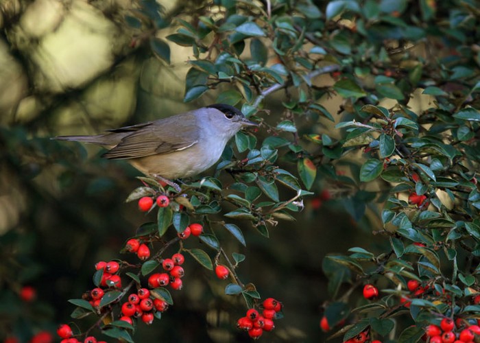 Blackcap