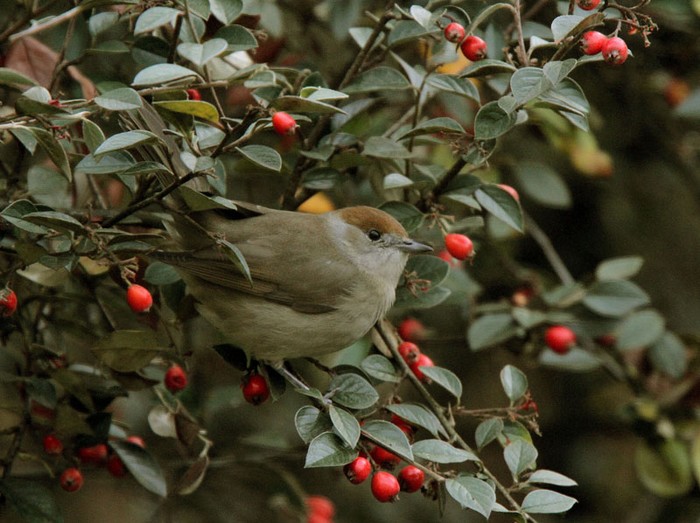 Blackcap