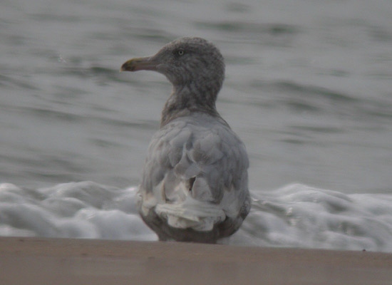 Glaucous Gull