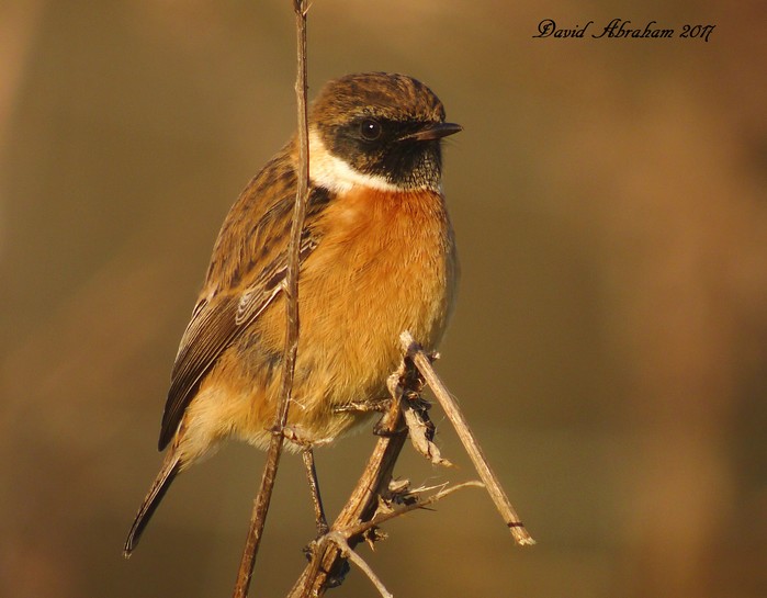 Stonechat