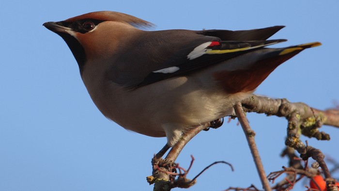 Waxwing