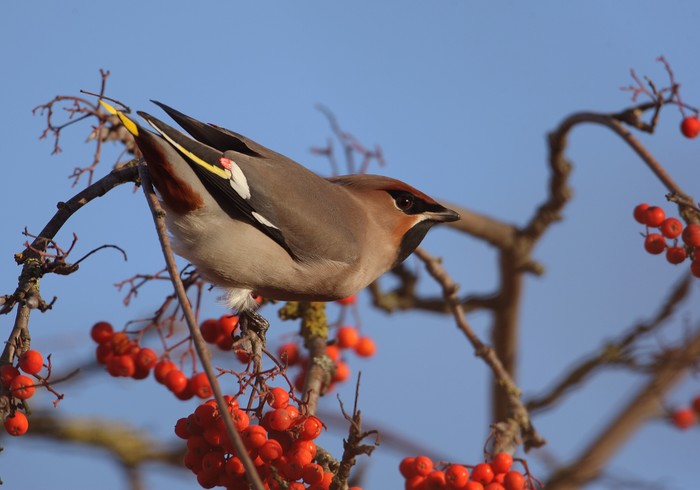Waxwing