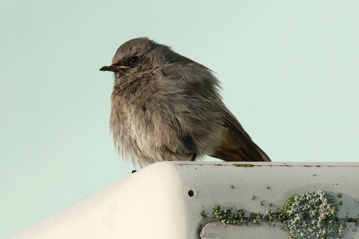 Black Redstart